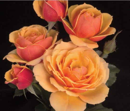 About Face™ Fortuniana Rootstock Grandiflora Rose