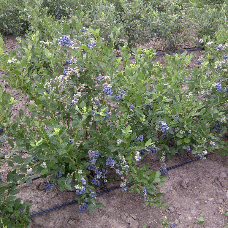Vaccinium corymbosum 'Duke'  - Duke Highbush Blueberry