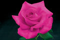 All My Loving