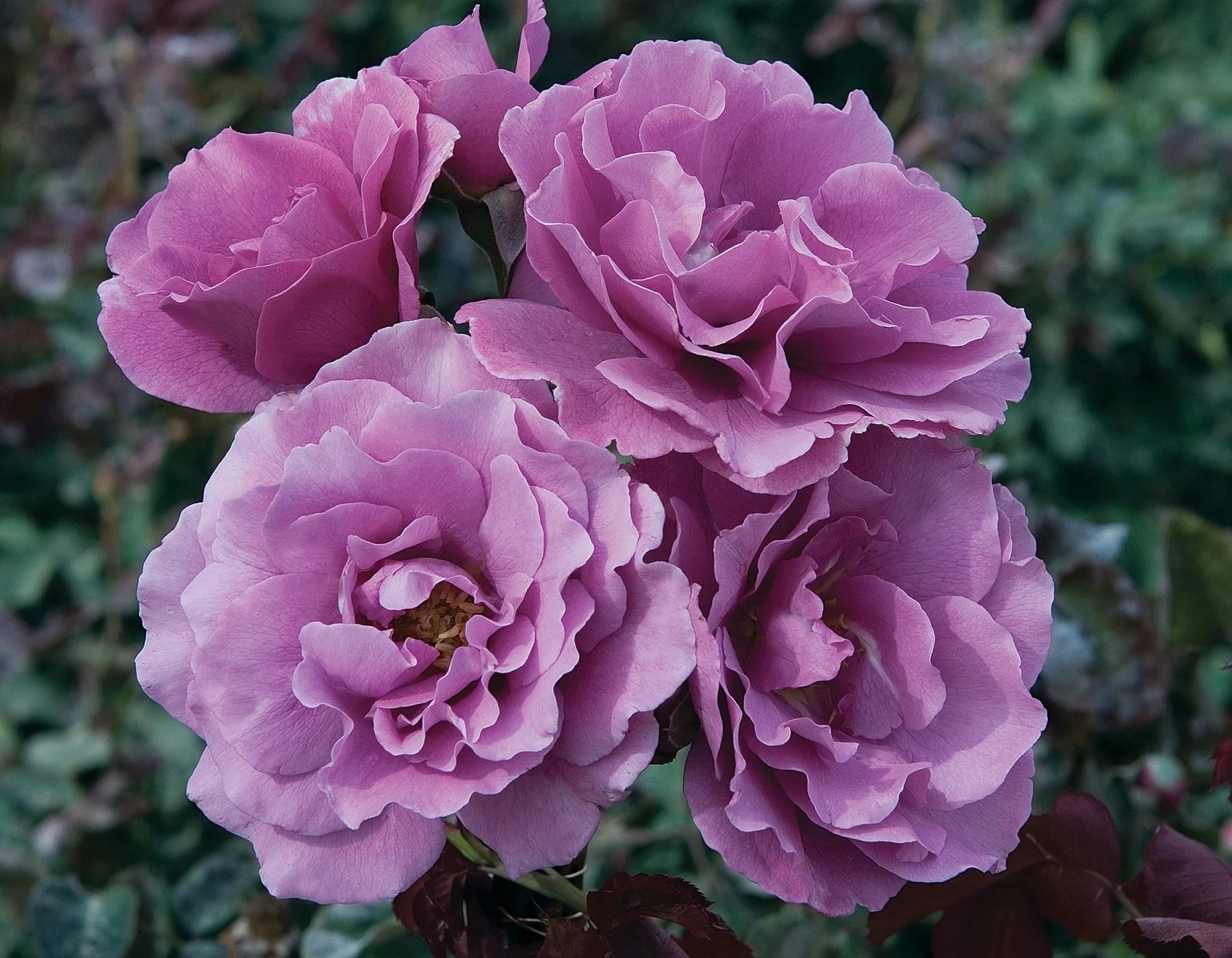 Angel Face® Fortuniana Rootstock Floribunda Rose