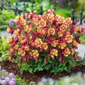 Aquilegia 'PAS1258483'  - Earlybird™ Red Yellow Columbine