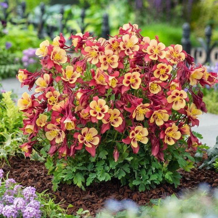 Aquilegia 'PAS1258483'  - Earlybird™ Red Yellow Columbine