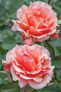 Apricot Candy™