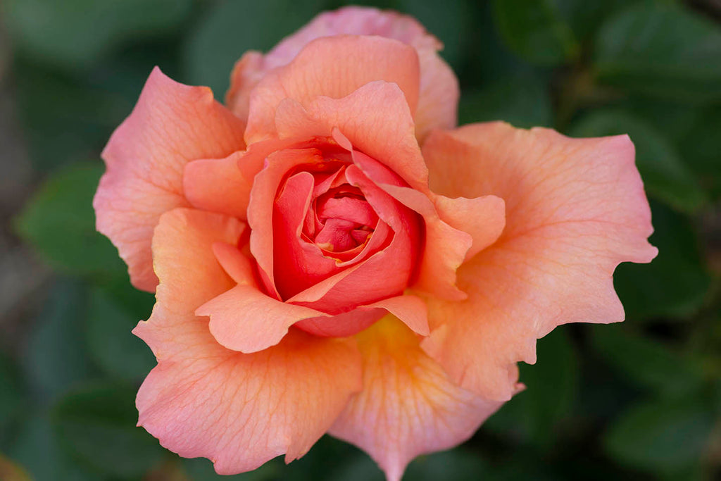 Apricot Candy™