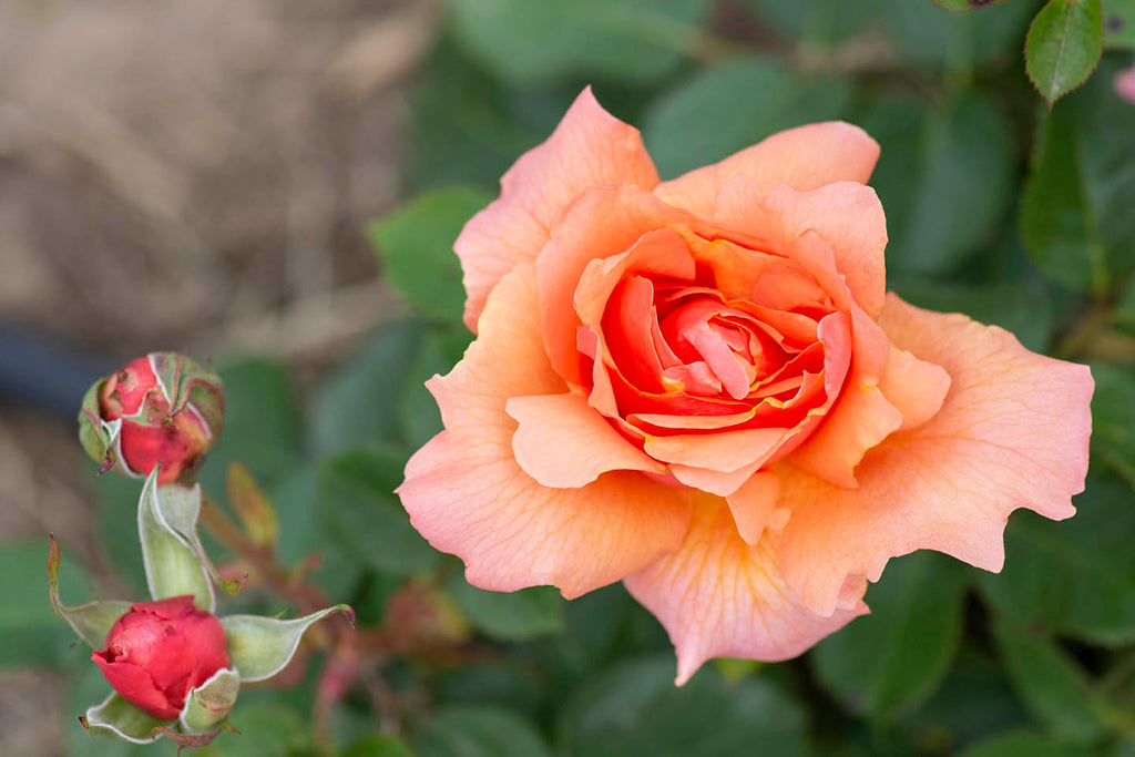 Apricot Candy™