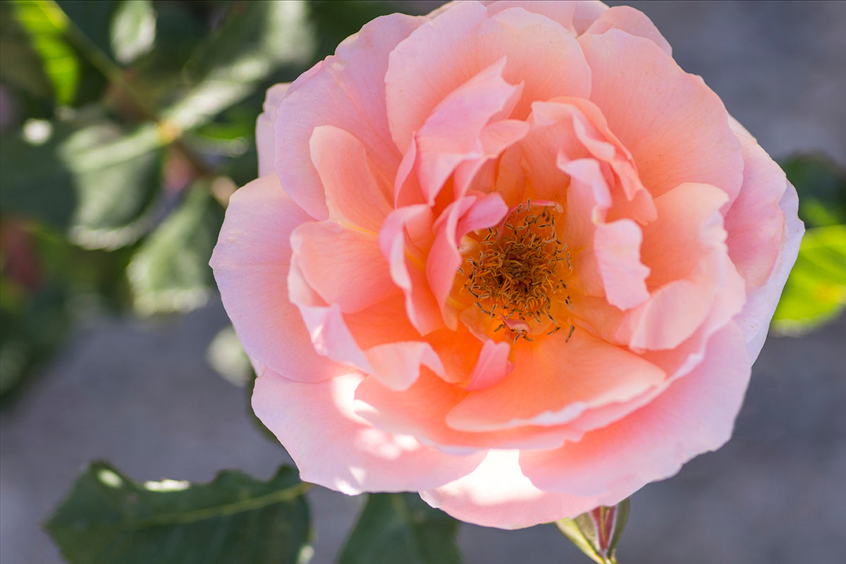 Apricot Candy™