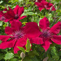 Clematis 'Evipo079'  - Nubia™ Clematis