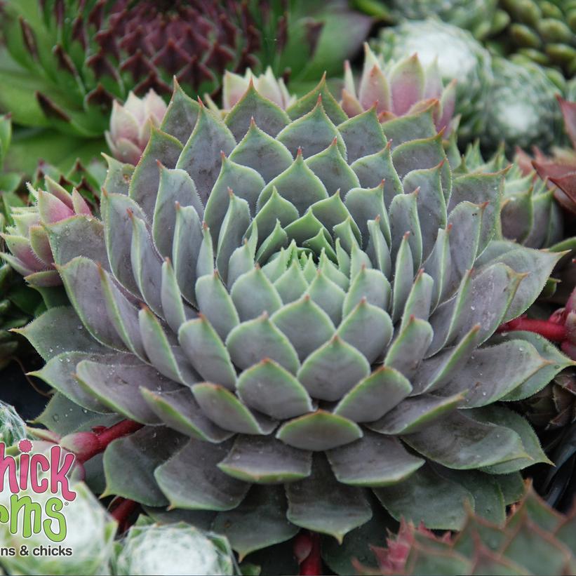 Sempervivum 'Berry Blues'  - Chick Charms® Berry Blues Hens and Chicks