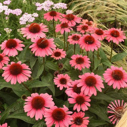 Echinacea purpurea 'Coral Craze'  - Eye-catcher™ Coral Craze Echinacea