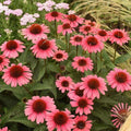 Echinacea purpurea 'Coral Craze'  - Eye-catcher™ Coral Craze Echinacea