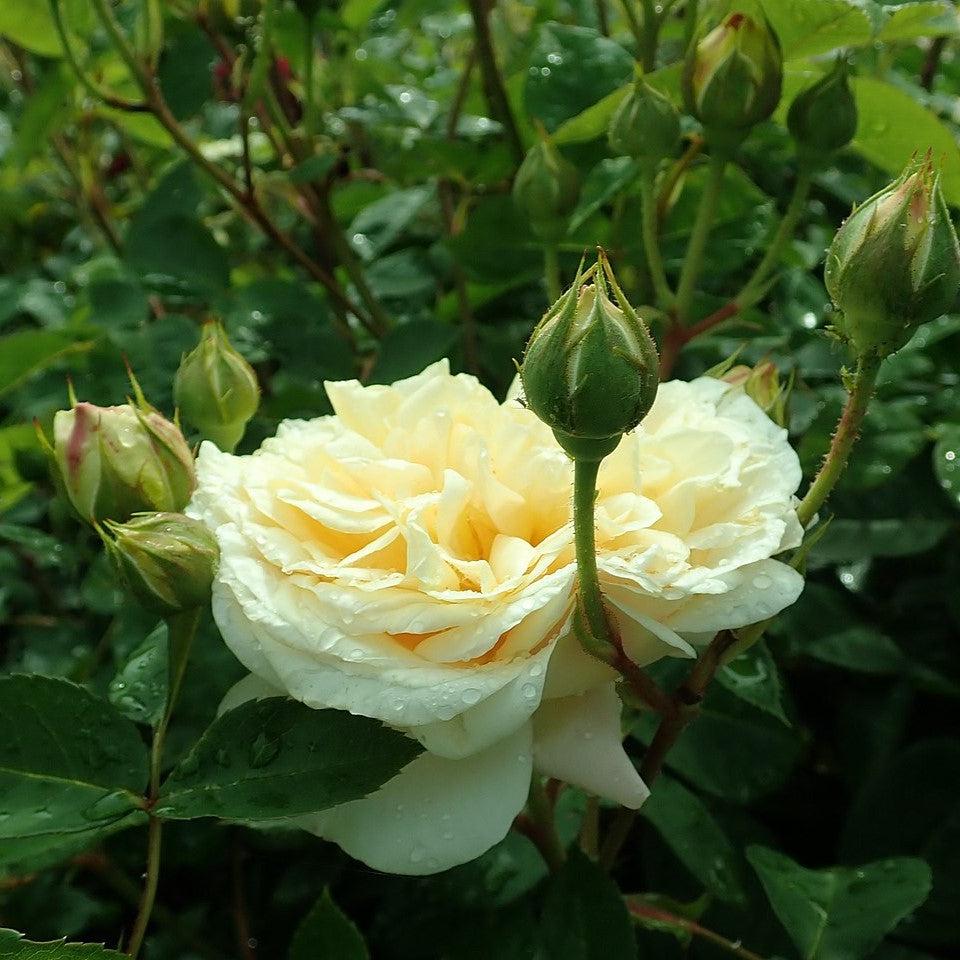Teasing Georgia® David Austin Climbing Rose