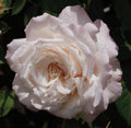Belinda's Blush