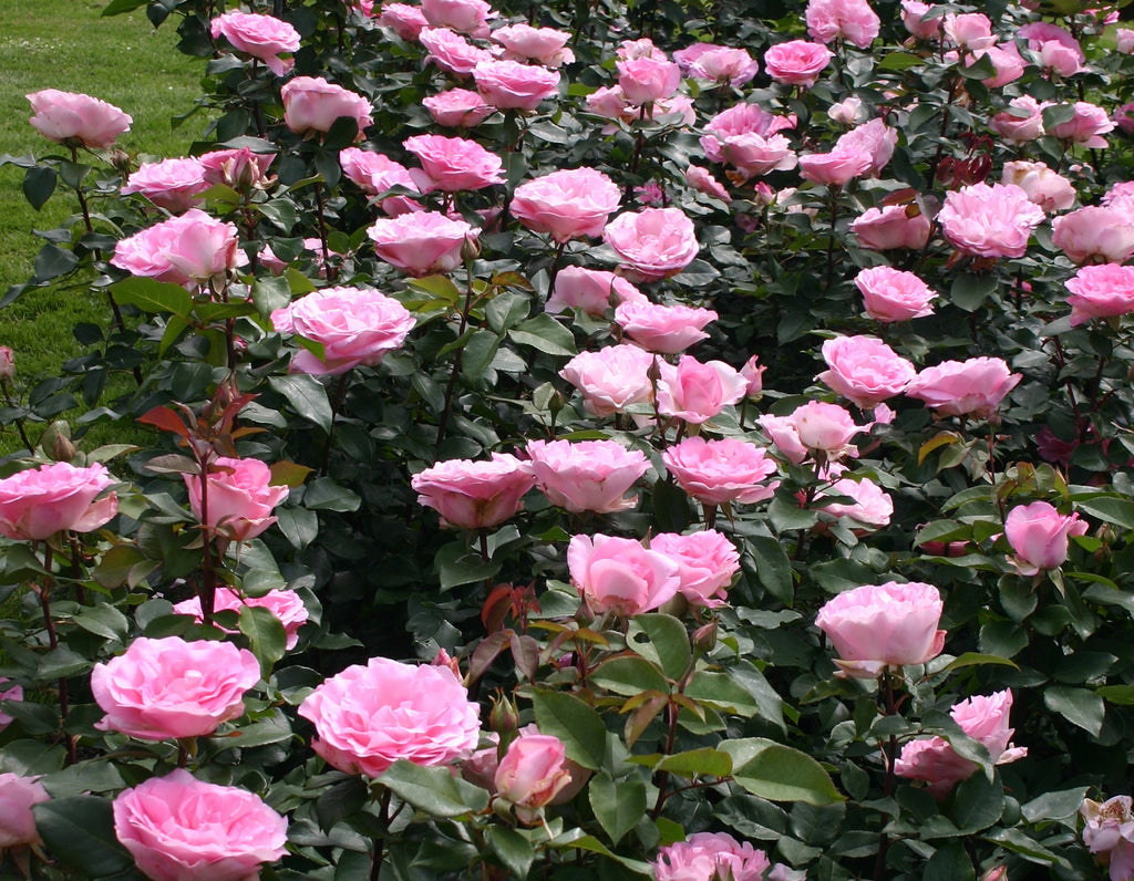 Beverly™ Hybrid Tea Rose on Fortuniana Rootstock