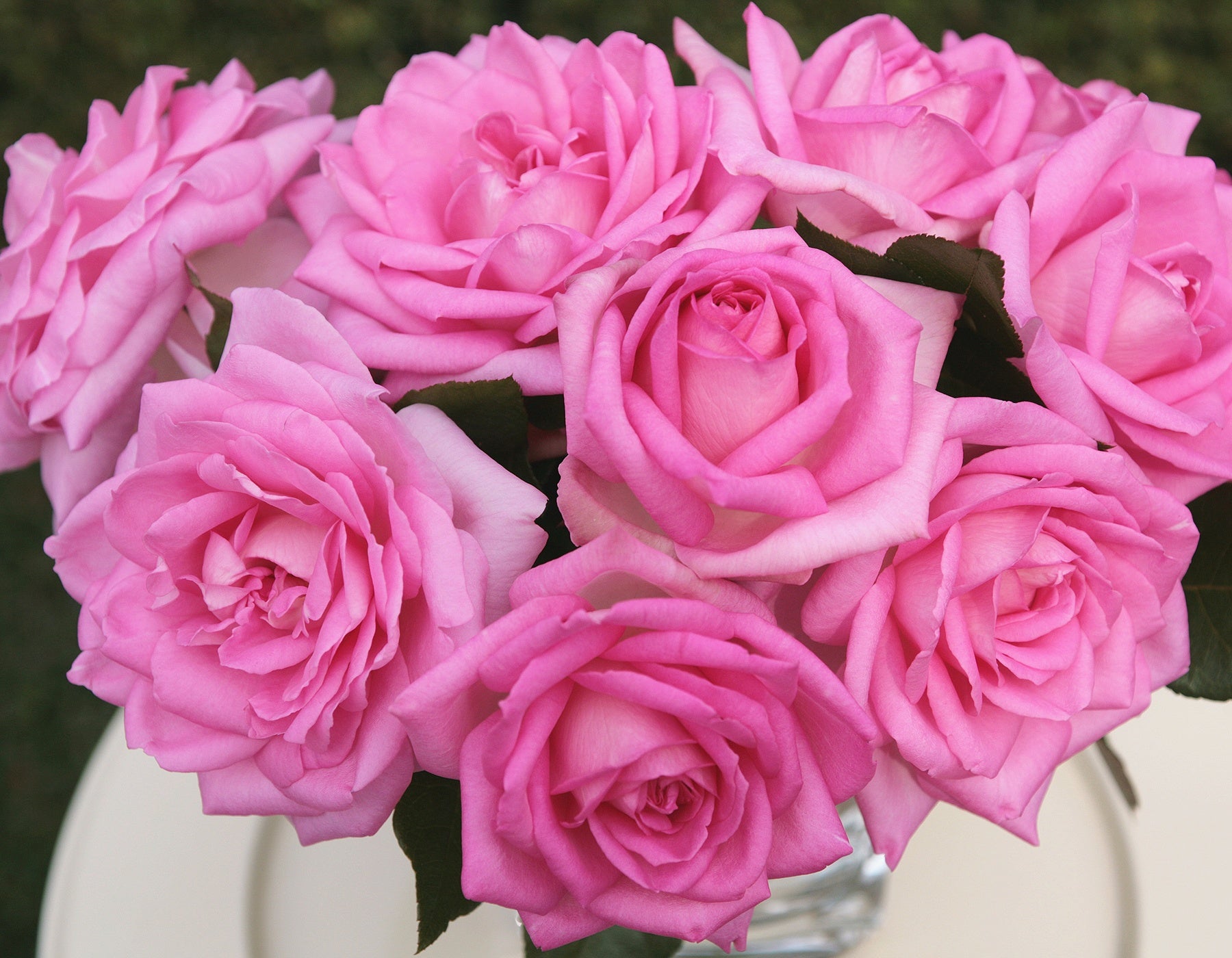 Beverly™ Eleganza® Standard Tree Rose (7 Gallon) on Fortuniana Rootstock