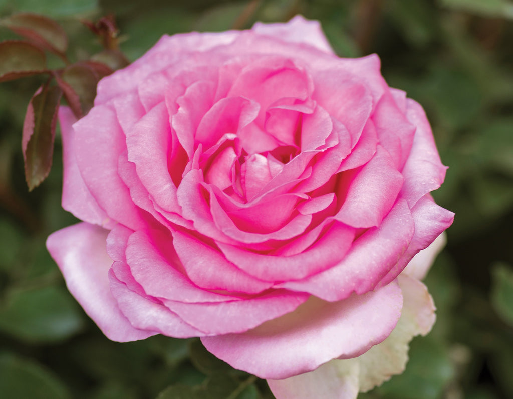 Beverly™ Hybrid Tea Rose on Fortuniana Rootstock