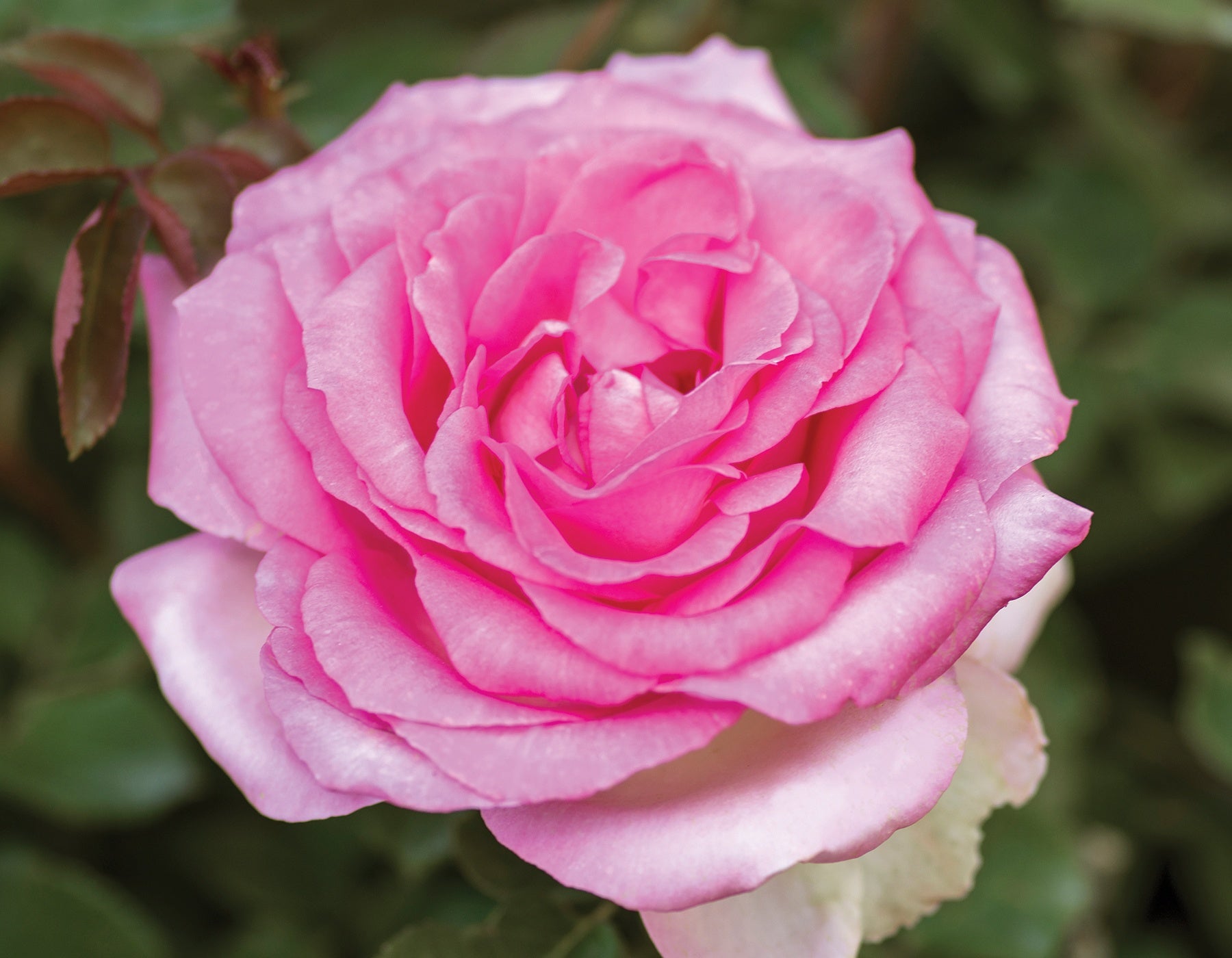 Beverly™ Eleganza® Standard Tree Rose (7 Gallon) on Fortuniana Rootstock