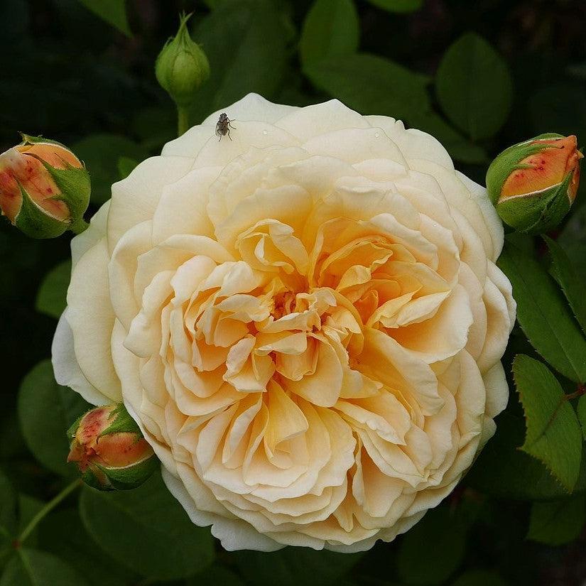 Teasing Georgia® David Austin Climbing Rose