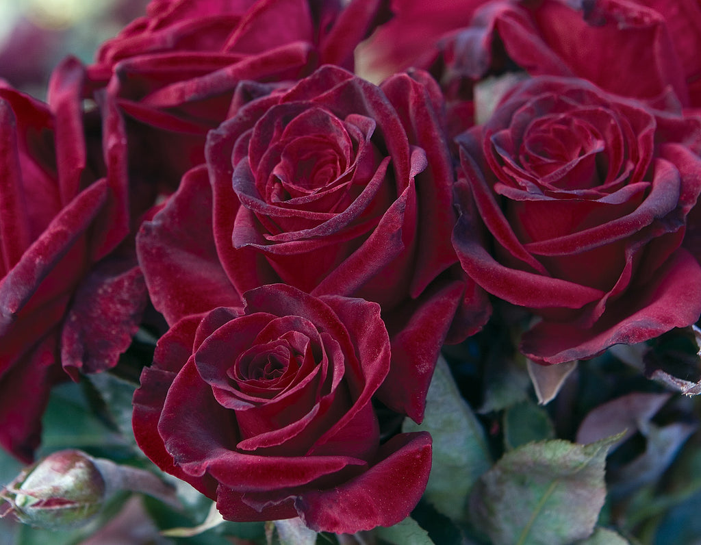 Black Baccara® on Fortuniana Rootstock