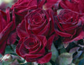 Black Baccara® on Fortuniana Rootstock