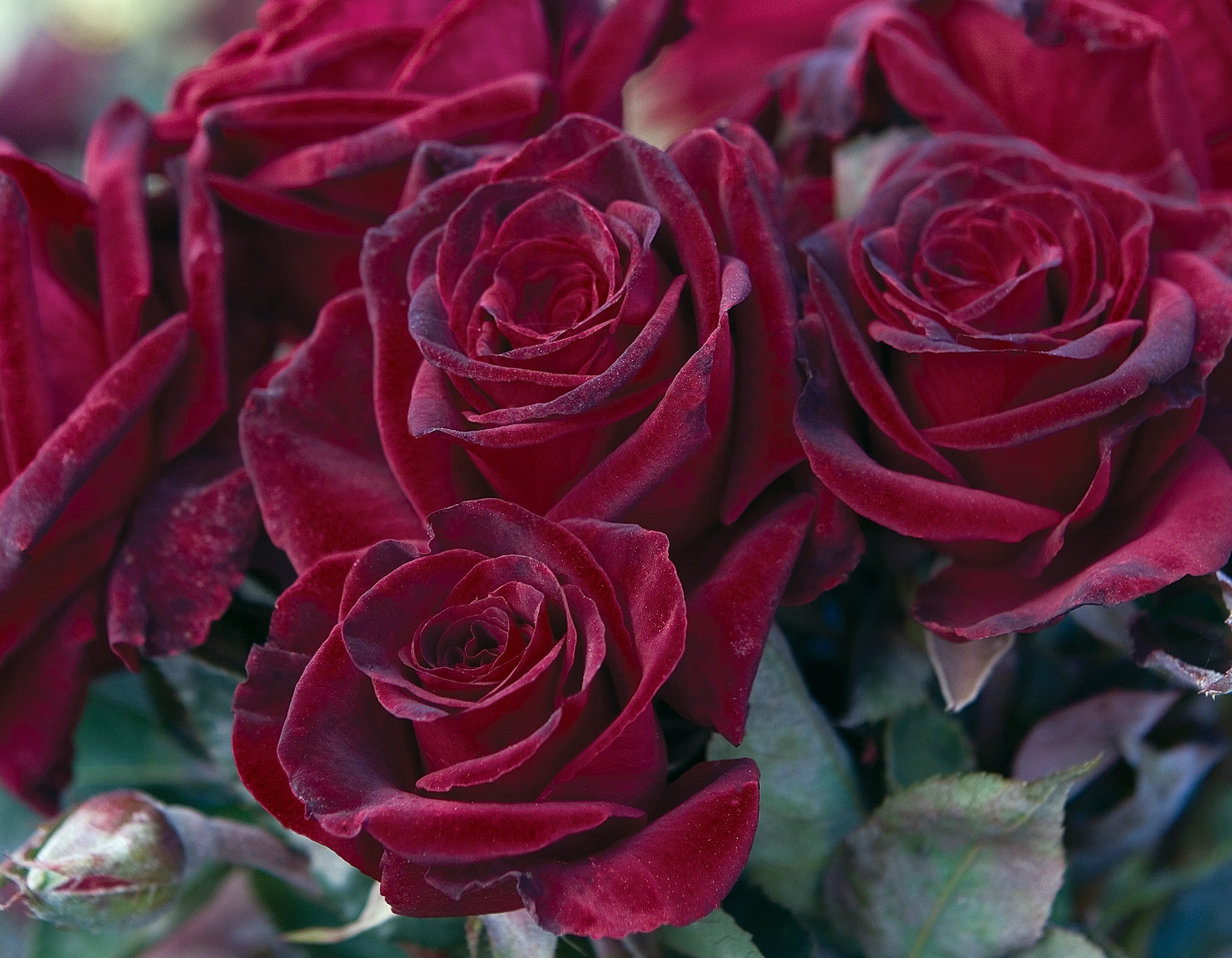 Black Baccara® on Fortuniana Rootstock