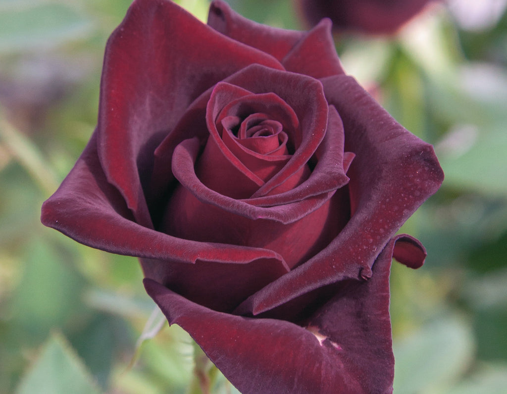 Black Baccara® on Fortuniana Rootstock