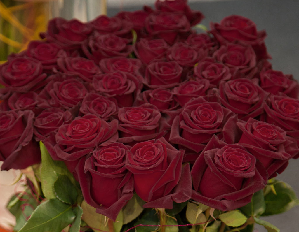 Black Baccara® on Fortuniana Rootstock