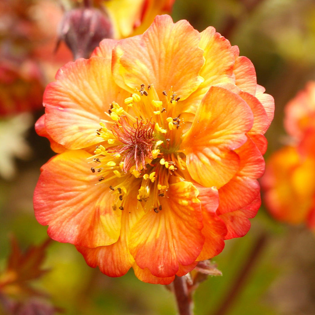 Geum x 'Fiesta'  - Tempo™ Fiesta Avens