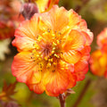 Geum x 'Fiesta'  - Tempo™ Fiesta Avens