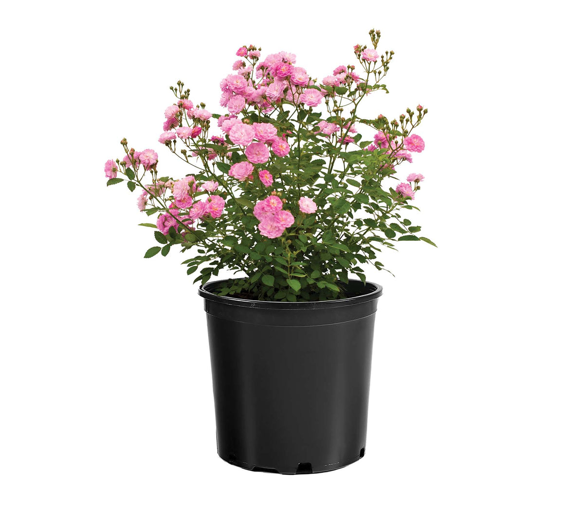 Pretty Polly® Lavender