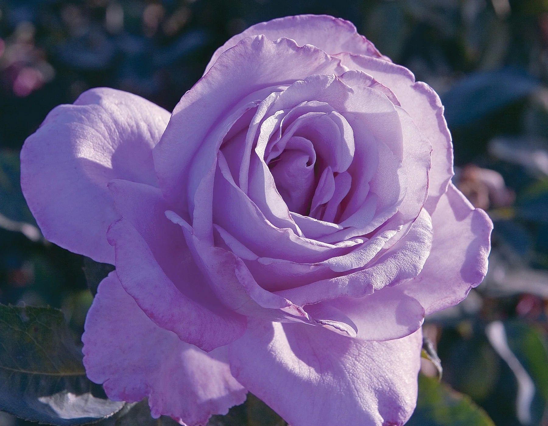 Blue Girl™ Hybrid Tea Rose