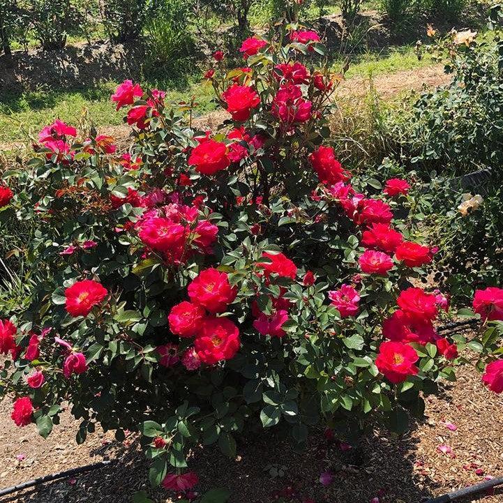 Rosa 'VLR13003'  - Bloomin' Easy® Cinnamon Hearts™ Rose