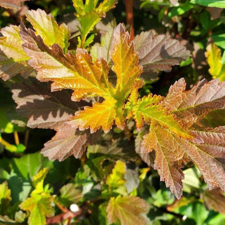 Physocarpus opulifolius 'Center Glow'  - Center Glow Ninebark