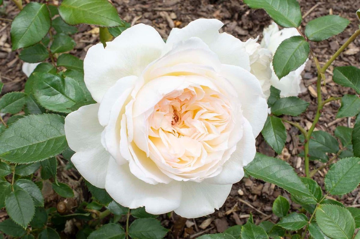 Bolero® Rose on Fortuniana Rootstock