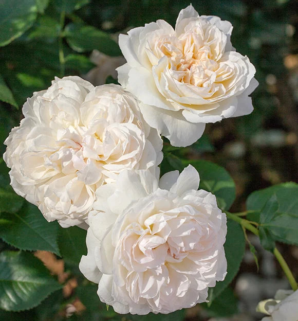 Bolero® Rose on Fortuniana Rootstock