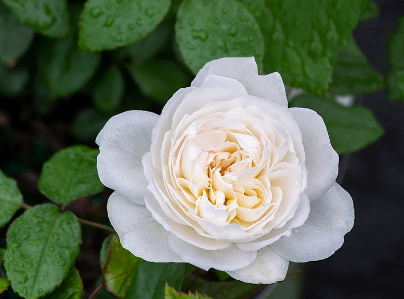 Bolero® Rose on Fortuniana Rootstock