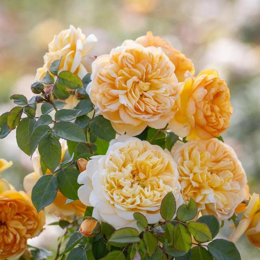 Bring Me Sunshine® by David Austin®