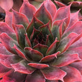 Sempervivum 'Autumn Apple'  - Chick Charms® Autumn Apple Hens and Chicks