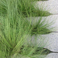 Carex pensylvanica  - Pennsylvania Sedge