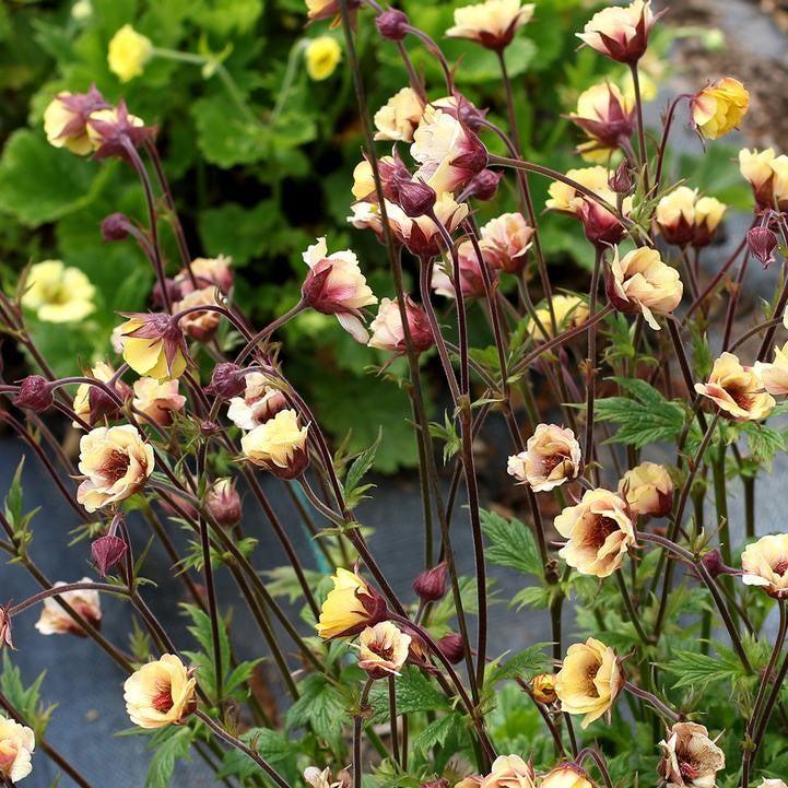 Geum x 'TNGEUTY'  - Tempo™ Yellow Avens