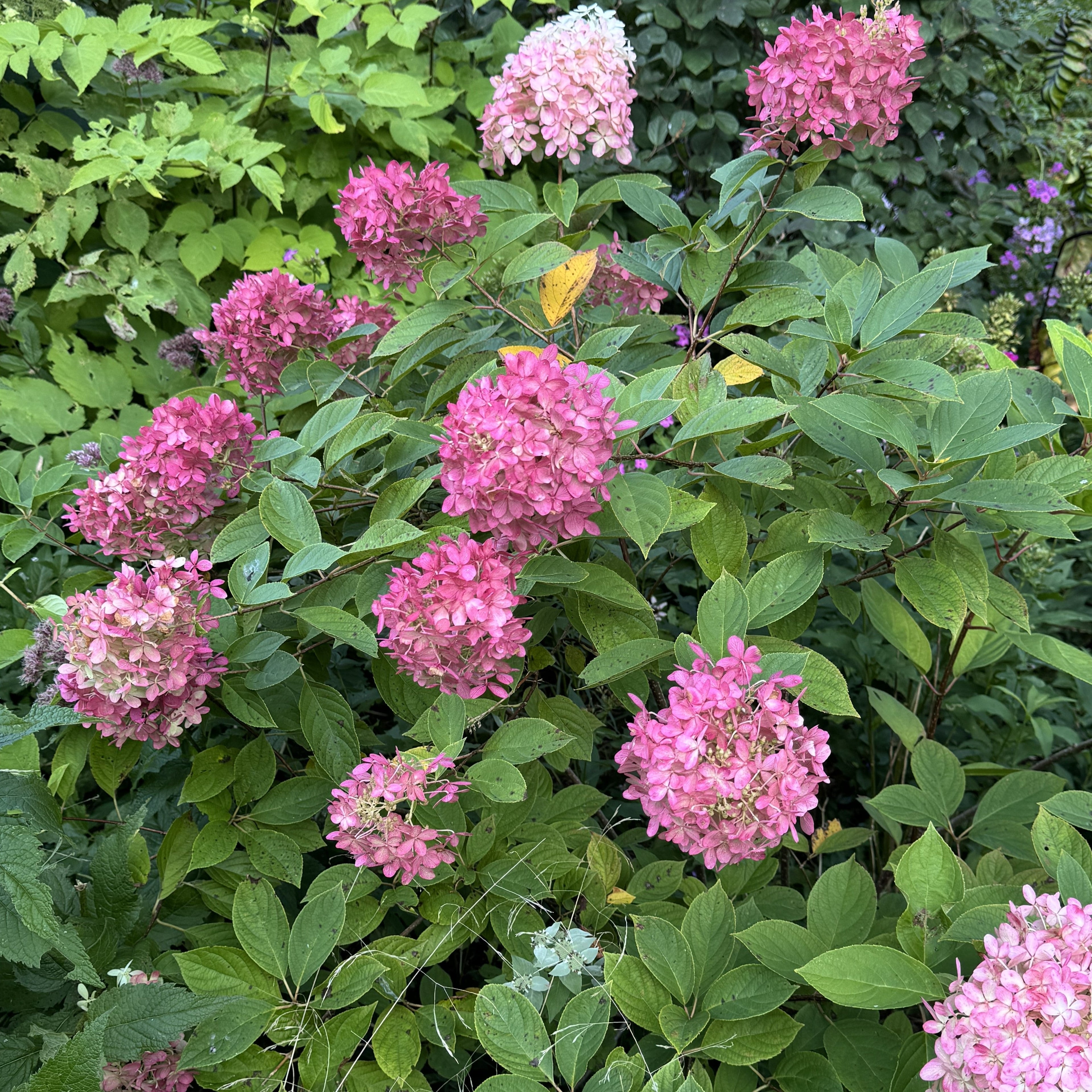 Hydrangea paniculata 'Bokomarus'  - Magical® Ruby Snow Hydrangea