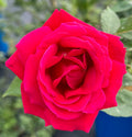 Christian Dior® Fortuniana Rootstock Hybrid Tea Rose