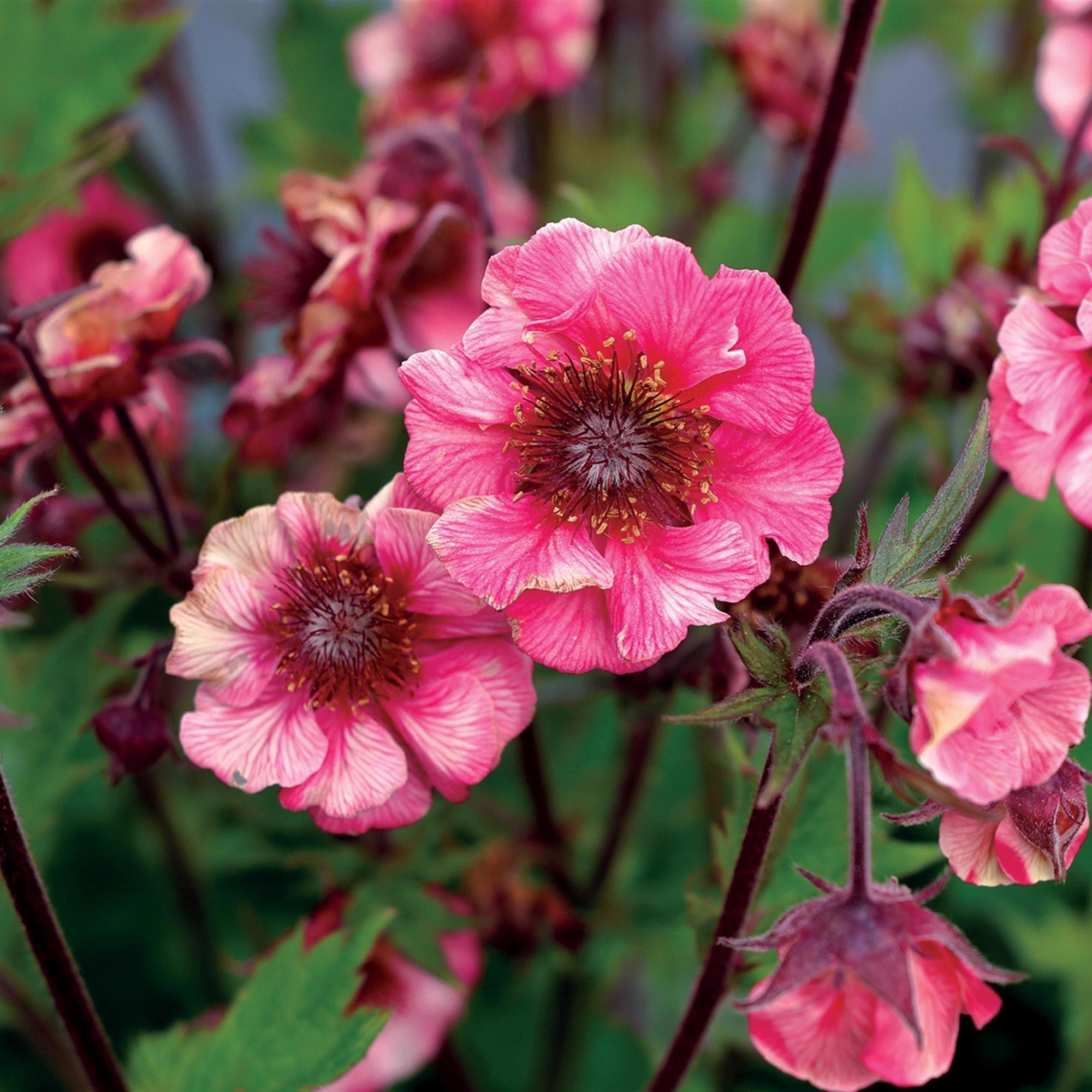 Geum x 'TNGEUTR'  - Tempo™ Rose Avens