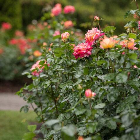 Rosa 'BAIpeace'  - First Edition® Love & Peace® Rose