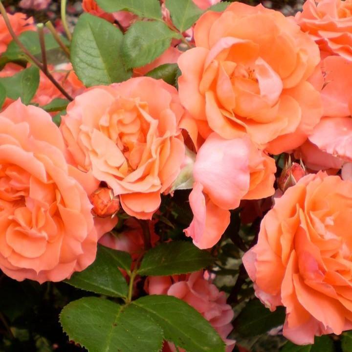 Rosa 'BAIdre'  - First Editions® Patriot Dream Rose