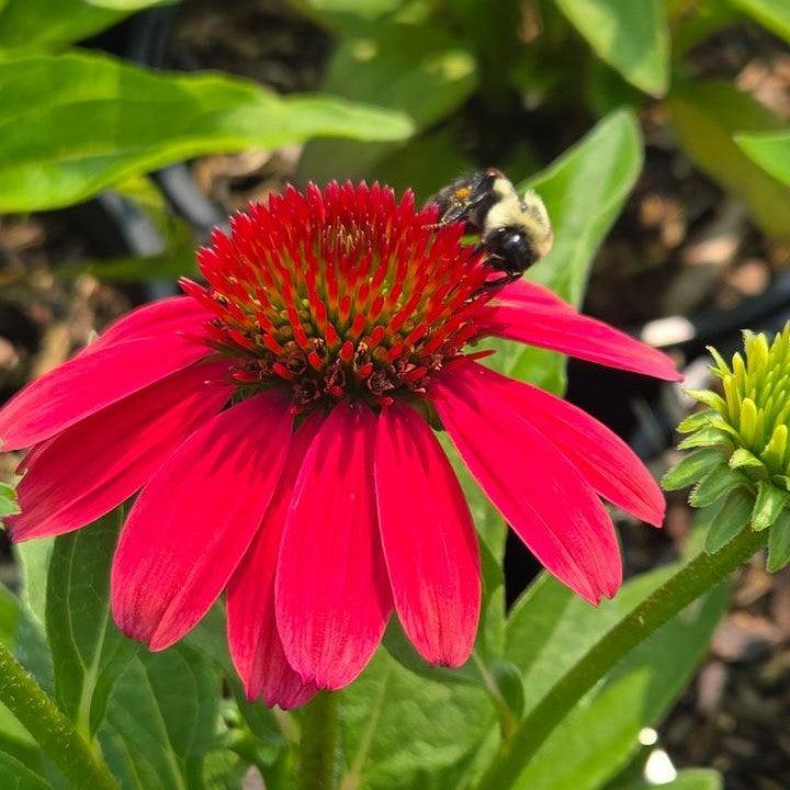 Echinacea purpurea 'SunMagic Vintage Lipstick'  - SunMagic® Vintage Lipstick Echinacea