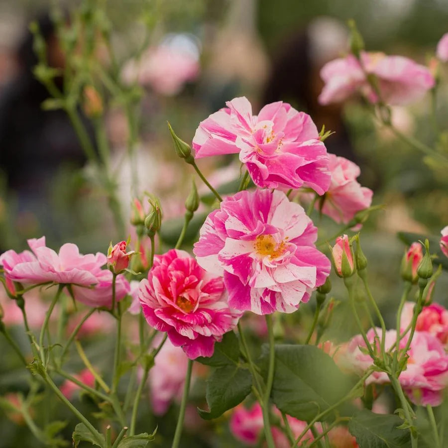 The King's Rose
