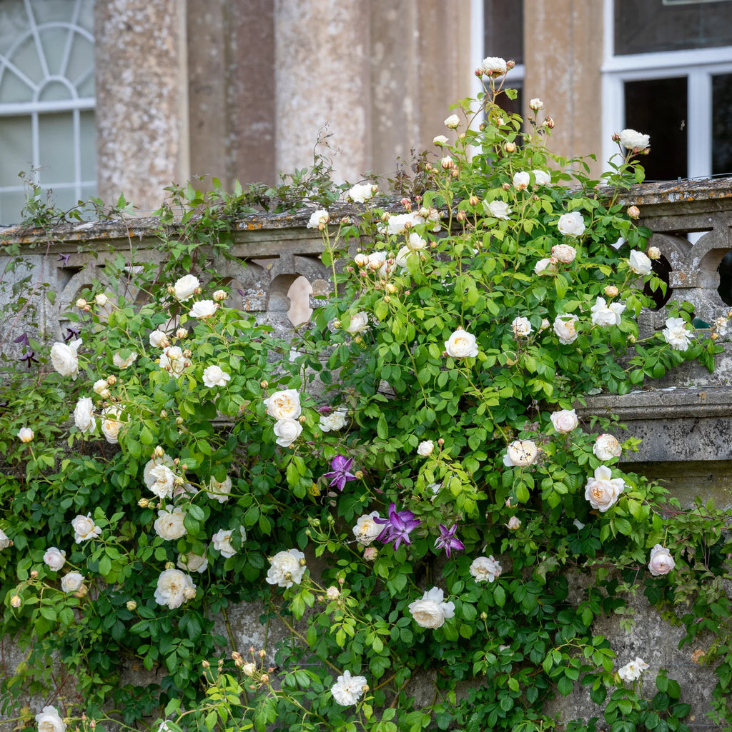 Claire Austin® David Austin® Climbing Rose