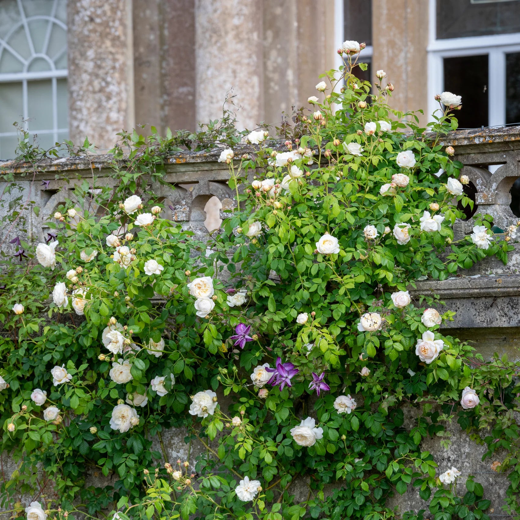 Claire Austin® David Austin® Climbing Rose