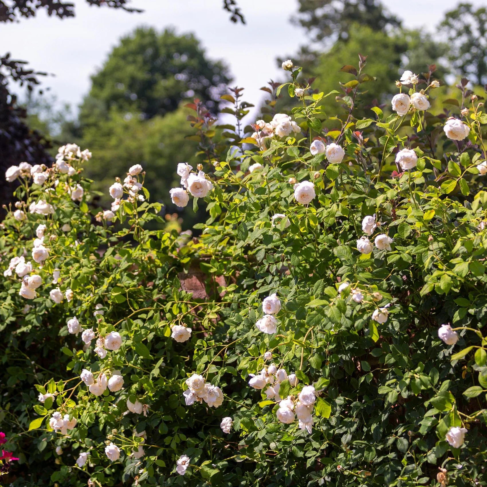 Claire Austin® David Austin® Climbing Rose