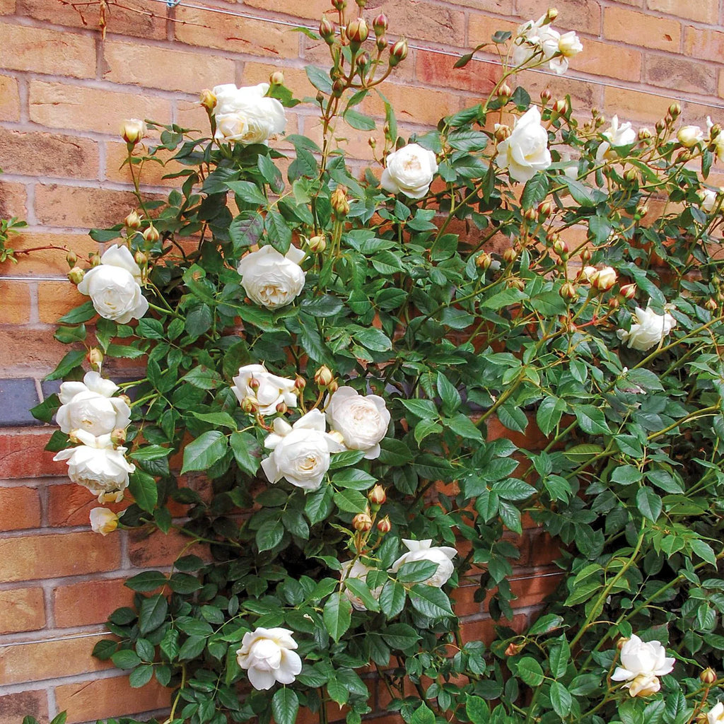 Claire Austin® David Austin® Climbing Rose